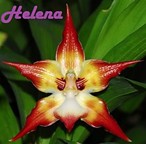 Huntleya meleagris