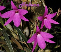 Isabelia violacea