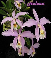 Laelia jongheana