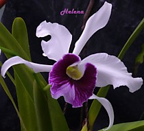 Laelia purpurata 'Aco do Clito'
