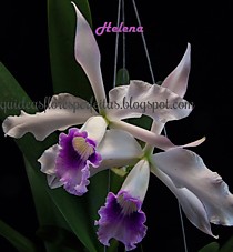 Laelia purpurata var. anelata 'Adans' x anelata xl