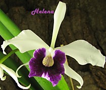 Laelia purpurata var. schusteriana
