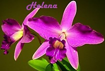 Laelia sincorana