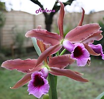 Laelia tenebrosa  'Valpotas night'