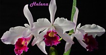 Lc. (Cattleya) C. G. Roebling x Cattleya dowiana