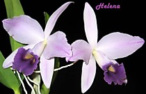 Lc. (Cattleya) Gaskell-Pumila 'Azure Star'
