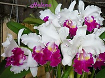 Lc. (Cattleya) Long River Compton 'CY-139'