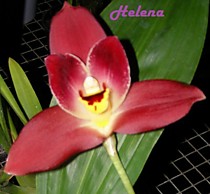 Lyc.Geyser Gold x Lyc. Capricorn Vulcan x Angst Paul Gripp