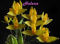 Lycaste aromatica
