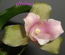 Lycaste brevispatha