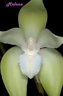Lycaste fimbriata