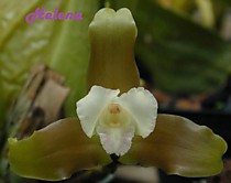 Lycaste macrophylla