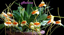 Masdevallia strobelii
