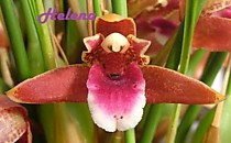 Maxillaria sanguinea
