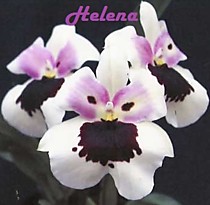 Miltoniopsis Monterey Bay x Miltoniopsis Chris Ellis №2