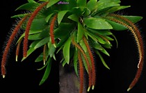 Oberonia setigera