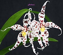 Odontoglossum naevium