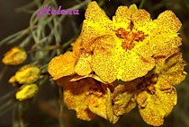 Oncidium Midas 'Peloric'