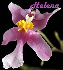 Oncidium ornithorhynchum x onustum