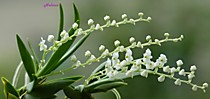 Ornithocephalus manabinum