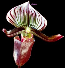 Paph. barbartum
