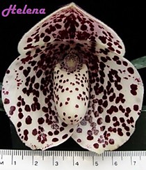 Paph. bellatulum