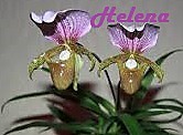 Paph. bellatulum fma. Album x charlesworthii fma. Album