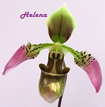 Paph. cerveranum
