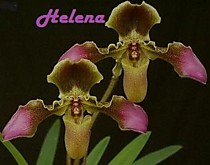 Paph. esquirolei