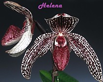 Paph. godefroyae var. ang-thong x stonei