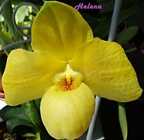 Paph. hangianum x armeniacum