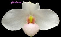 Paph. Joyce Hasegawa (delenatii x emersonii)