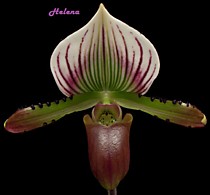 Paph. lawrenceanum