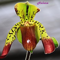 Paph. lowii x anitum