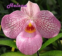 Paph. Magic Lantern (delenatii x micranthum)