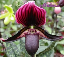Paph. maudiae Vinicolor