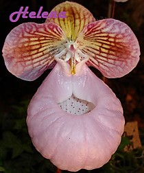 Paph. micranthum