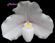 Paph. niveum