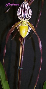 Paph. philippinense 'Super'