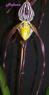 Paph. philippinense 'Super'