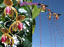 Paph. sanderianum x Hung Sheng Eagle