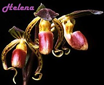 Paph. supardii x gigantifolium