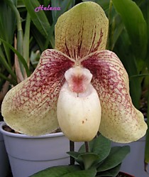 Paph. thaianum x bellatulum 'be-44' BM/TPS