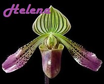 Paph. urbanianum