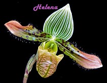 Paph. venustum