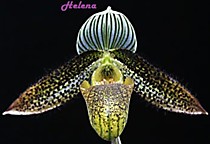 Paph. wardii