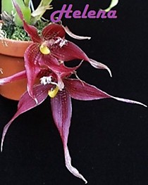 Paphinia Majestic
