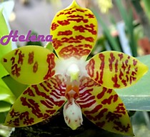 Phal. Ambotrana x Kung's Red Cherry