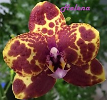 Phal. GW Green World