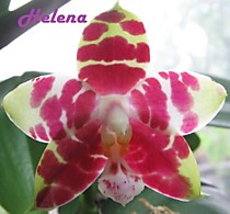 Phal. Hannover Passion